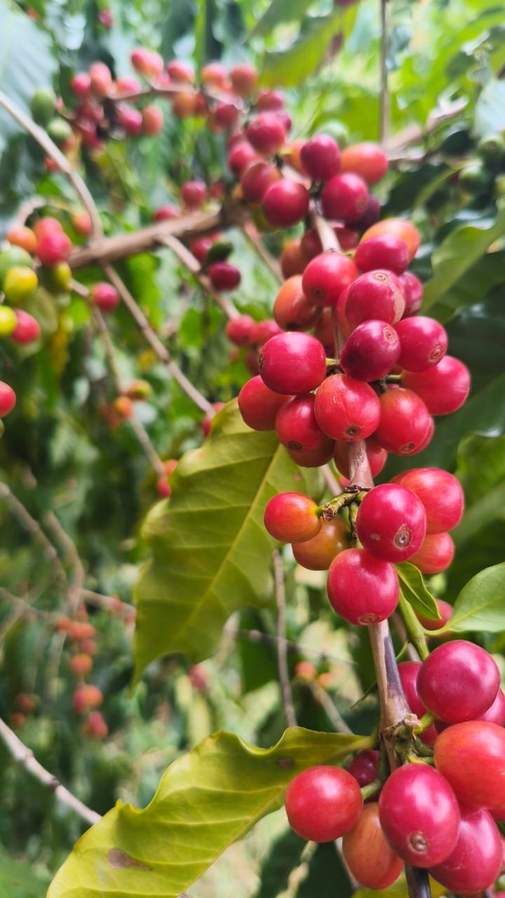 Lavoura de Café Maggieco
